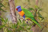 Rainbow Lorikeetborder=